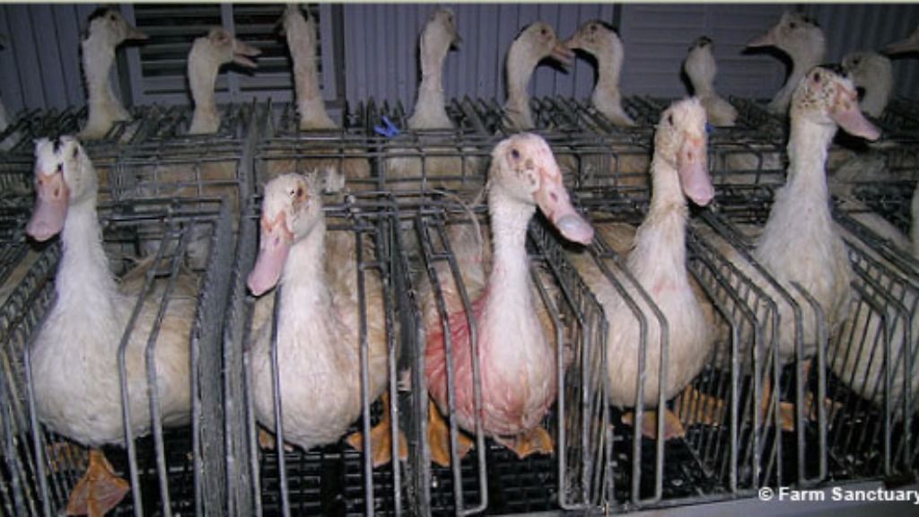 Legislate Inhumane Factory Farming SAMPLE